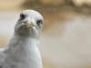 SOUTH SOMERSET NEWS: Feed the bins, not the birds!