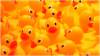 CARNIVAL: Annual duck race for South Petherton Carnival