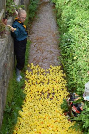 Carnival Duck Race Part 2 – April 2017: The annual South Petherton Carnival duck race proved another successful event in South Petherton. Photo 11