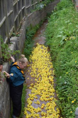 Carnival Duck Race Part 2 – April 2017: The annual South Petherton Carnival duck race proved another successful event in South Petherton. Photo 12