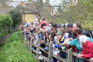 Carnival Duck Race Part 2 – April 2017: The annual South Petherton Carnival duck race proved another successful event in South Petherton. Photo 14