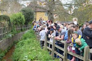 Carnival Duck Race Part 2 – April 2017: The annual South Petherton Carnival duck race proved another successful event in South Petherton. Photo 4