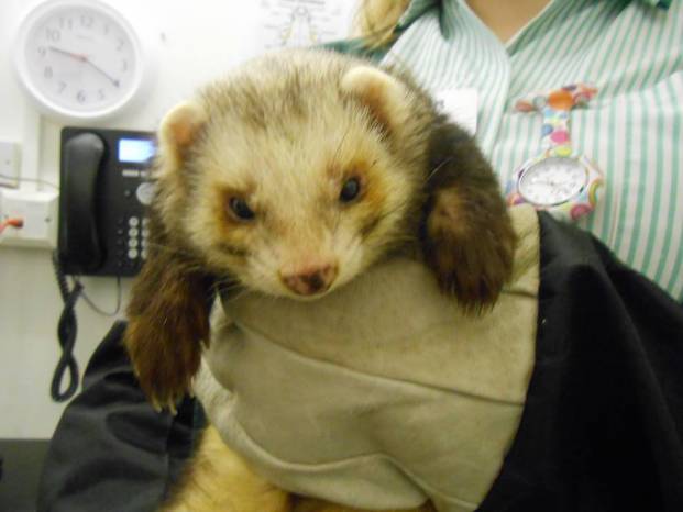 ILMINSTER NEWS: Anyone lost a ferret?