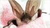 SOUTH SOMERSET NEWS: One of the country’s rarest mammals discovered in Merriott