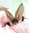 SOUTH SOMERSET NEWS: One of the country’s rarest mammals discovered in Merriott