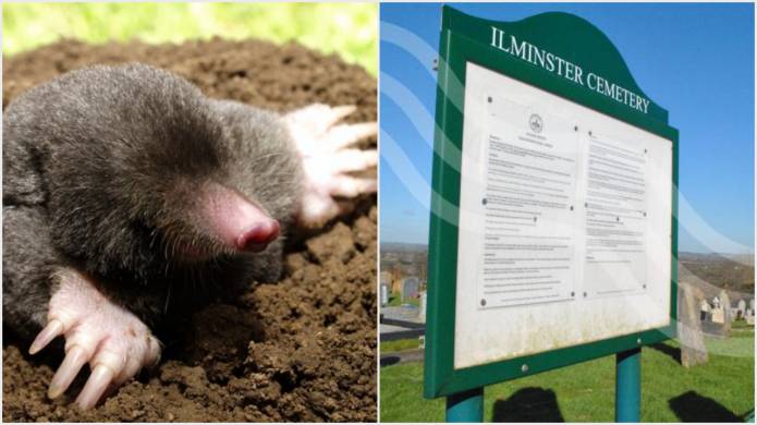 ILMINSTER NEWS: Moles trapped and killed after causing grave problems at cemetery