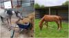 SOUTH SOMERSET NEWS: Toffee and Minty need new homes