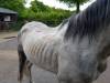 SOUTH SOMERSET NEWS: Toffee and Minty need new homes Photo 2