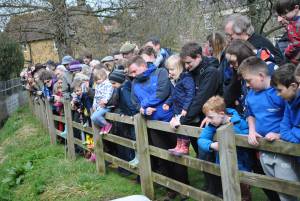 South Petherton Carnival Duck Race - March 27, 2016: Hundreds of plastic ducks were once again bought by people for the annual duck race in South Petherton. Photo 10