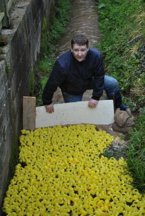 South Petherton Carnival Duck Race - March 27, 2016: Hundreds of plastic ducks were once again bought by people for the annual duck race in South Petherton. Photo 11