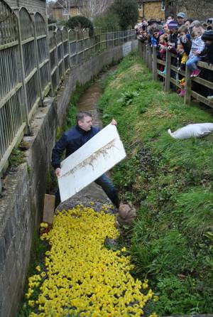 South Petherton Carnival Duck Race - March 27, 2016: Hundreds of plastic ducks were once again bought by people for the annual duck race in South Petherton. Photo 12