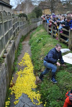 South Petherton Carnival Duck Race - March 27, 2016: Hundreds of plastic ducks were once again bought by people for the annual duck race in South Petherton. Photo 13