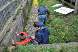 South Petherton Carnival Duck Race - March 27, 2016: Hundreds of plastic ducks were once again bought by people for the annual duck race in South Petherton. Photo 14