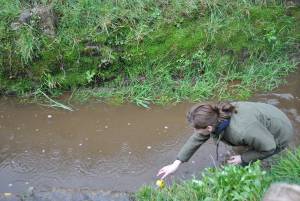 South Petherton Carnival Duck Race - March 27, 2016: Hundreds of plastic ducks were once again bought by people for the annual duck race in South Petherton. Photo 16