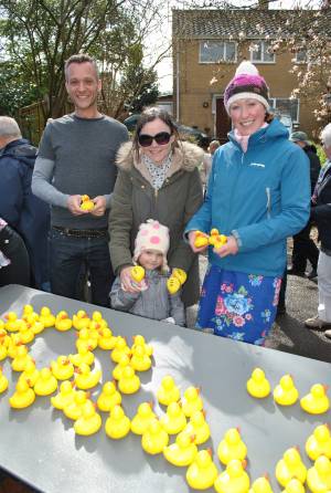 South Petherton Carnival Duck Race - March 27, 2016: Hundreds of plastic ducks were once again bought by people for the annual duck race in South Petherton. Photo 2
