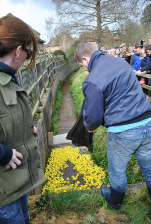 South Petherton Carnival Duck Race - March 27, 2016: Hundreds of plastic ducks were once again bought by people for the annual duck race in South Petherton. Photo 7