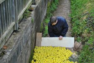 South Petherton Carnival Duck Race - March 27, 2016: Hundreds of plastic ducks were once again bought by people for the annual duck race in South Petherton. Photo 9