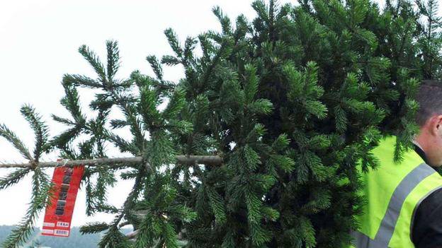 ILMINSTER NEWS: Take unwanted Christmas trees for recycling