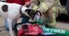 SOMERSET NEWS: RSPCA ensures every fire engine has animal oxygen masks