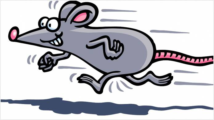 LEISURE: Squeak, squeak – mouse racing at the Archie Gooch Pavilion