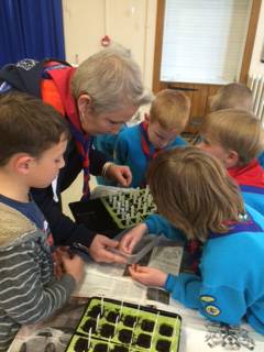 CLUBS AND SOCIETIES: Ilminster Beavers are planting for space! Photo 1
