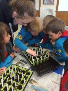 CLUBS AND SOCIETIES: Ilminster Beavers are planting for space! Photo 3