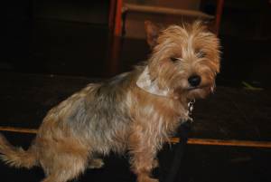 Wonderful Wizard of Oz Part 1 – May 2016: The Youth Group of the Broadway Amateur Theatrical Society perform the Wonderful Wizard of Oz at the Broadway Village Hall. Photo 11