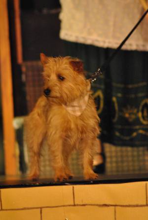 Wonderful Wizard of Oz Part 2 – May 2016: The Youth Group of the Broadway Amateur Theatrical Society perform the Wonderful Wizard of Oz at the Broadway Village Hall. Photo 2