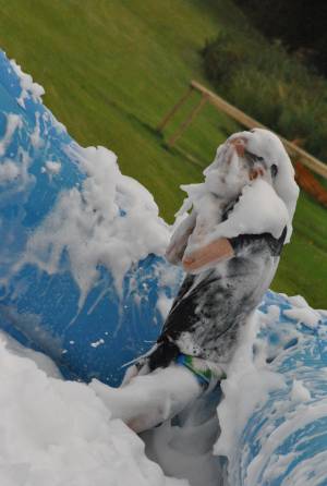 Ilminster Town FC fun day Part 8 – July 9, 2016: A giant water slide was the star attraction at a family fun day held to celebrate Ilminster Town Football Club’s new Archie Gooch Pavilion headquarters in Britten’s Field. Photo 24