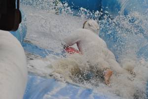 Ilminster Town FC fun day Part 35 – July 9, 2016: A giant water slide was the star attraction at a family fun day held to celebrate Ilminster Town Football Club’s new Archie Gooch Pavilion headquarters in Britten’s Field. Photo 21