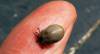 SOUTH SOMERSET NEWS: Keep safe from ticks while out in the countryside