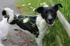 SOUTH SOMERSET NEWS: Can you give the Marmite Dog a home?