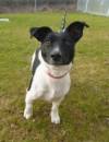 SOUTH SOMERSET NEWS: Can you give the Marmite Dog a home?