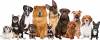 ILMINSTER NEWS: Town council to consult over dog policy