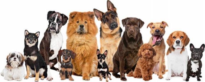 ILMINSTER NEWS: Town council to consult over dog policy