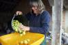 SOUTH SOMERSET NEWS: A great year for county’s cider apples Photo 3