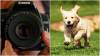 SOMERSET NEWS: Photo contest to highlight importance of picking-up dog poo