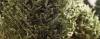 CHRISTMAS 2016: Recycle your real Christmas tree after the festive season