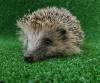 SOMERSET NEWS: Hedgehogs need your support at RSPCA centre