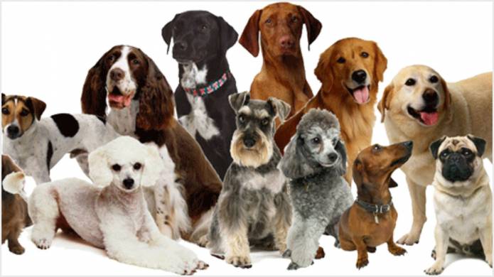 ILMINSTER NEWS: Council wants YOUR VIEWS on dogs Photo 2