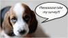 ILMINSTER NEWS: Council wants YOUR VIEWS on dogs