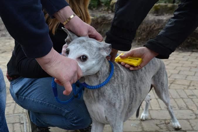 SOUTH SOMERSET NEWS: Get your dog microchipped or face a hefty fine! Photo 2